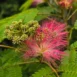 Albizia julibrissin 17