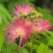 Albizia julibrissin 4