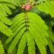 Albizia julibrissin 5