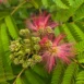 Albizia julibrissin 9