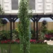 Betula pendula 'Fastigiata Joes' PBR tree2