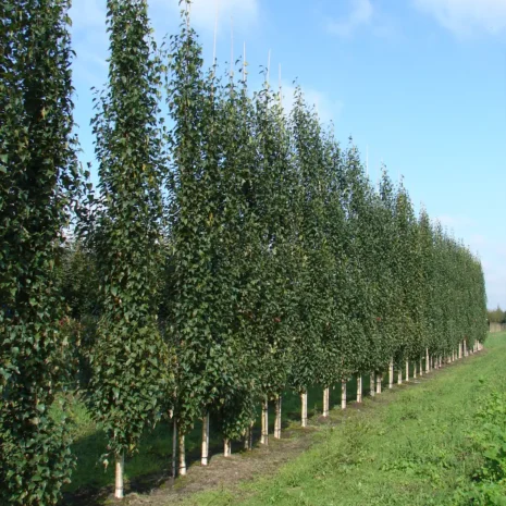 Betula pendula 'Fastigiata Joes' PBR trees