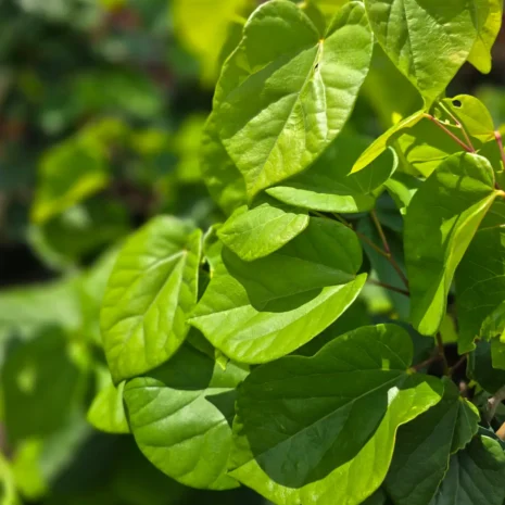 Cercis canadensis 'Avondale'-leaf