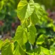 Cercis canadensis 'Avondale'-leafs