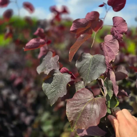 Cercis canadensis 'Forest Pansy'