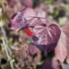 Cercis canadensis 'Forest Pansy'-leaf