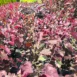 Cercis canadensis 'Forest Pansy'-trees