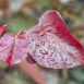 Cercis canadensis 'Merlot'-leaf