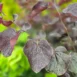 Cercis canadensis 'Merlot'-leaf_close-up