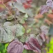 Cercis canadensis 'Merlot'-leaves