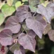 Cercis canadensis 'Ruby Falls'-close-up