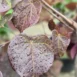 Cercis canadensis 'Ruby Falls'-leaf