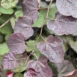 Cercis canadensis 'Ruby Falls'-leaves