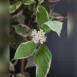 Cornus alba 'Miracle'-flower