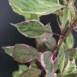 Cornus alba 'Miracle'-leaf-right-side