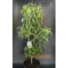 Cornus kousa 'Flower Tower' PBR product