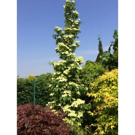 Cornus kousa 'Flower Tower' PBR tree