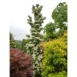 Cornus kousa 'Flower Tower' PBR tree_2