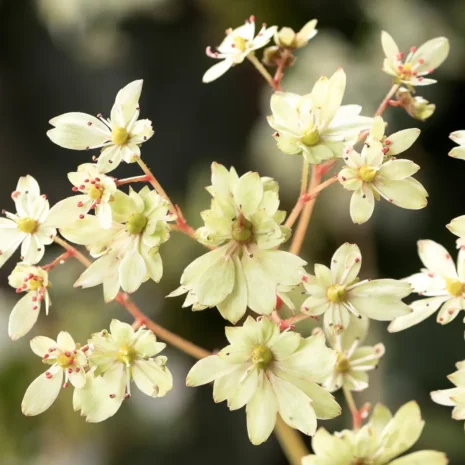 Saxifraga cortusifolia 'Tiana'