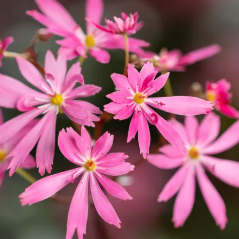 Saxifraga cortusifolia 'Tonya'