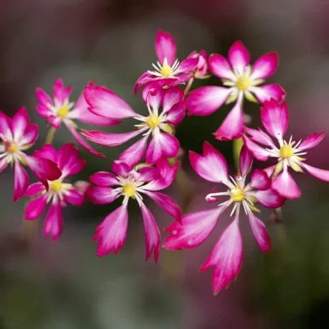 Saxifraga cortusifolia 'Tori'