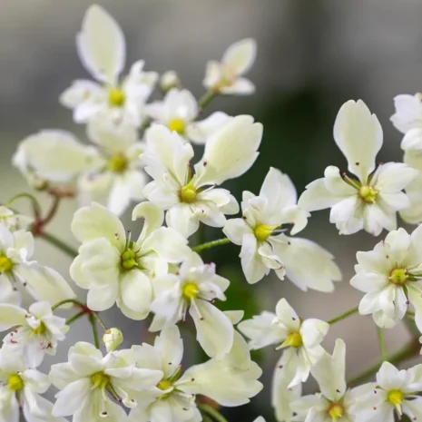 Saxifraga cortusifolia 'Tracie'