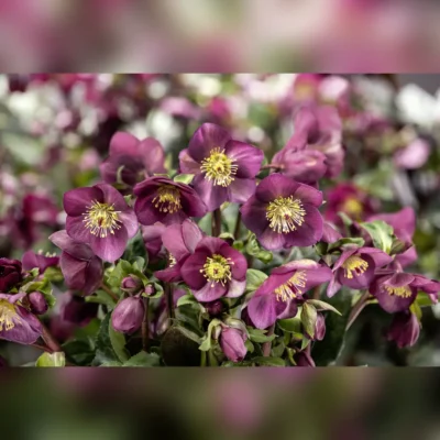 Kwitnące ciemierniki Helleborus 'HGC ® Ice Breaker Ruby' na rozmazanym tle, dostępne w Szkółce Krzewów Ozdobnych Zymon.
