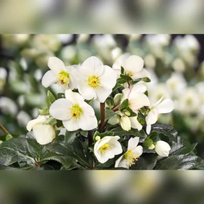 Kępa kwitnących ciemierników Helleborus HGC® Ice N' Roses 'Ivory Blush' na rozmazanym tle ogrodu, dostępna w Szkółce Krzewów Ozdobnych Zymon.