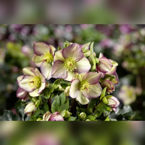 Zbliżenie na grupę kwitnących ciemierników Helleborus 'HGC ® Ice N' Roses 'Purple Sunrise' na rozmazanym tle, dostępnych w Szkółce Krzewów Ozdobnych Zymon.
